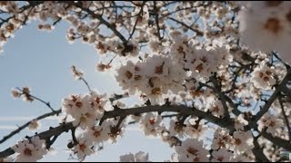 Los almendros en flor Sevilla [upl. by Itsirc916]