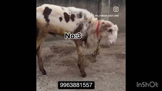 AL Furkhan Sheep Farm Hyderabad Heavy Quality Sheeps [upl. by Reteid506]