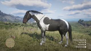 Mestizo Húngaro Tobiano Piebald RDR2 Capítulo 2 [upl. by Ardis195]