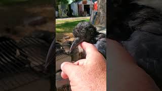 Part27a Fledgling Crows new coif Chubbuck Idaho 06SEP2024 [upl. by Noitsuj493]