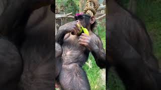 Chimpancé Comiendo Platanos maduros [upl. by Navad557]