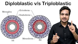 Difference Between Diploblastic amp Triploblastic Animals  Class11 Biology NCERT Discussion Video [upl. by Infield327]