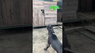 Cane Corso Dog Super Quality in india 🔥 shorts canecorso dog dogs [upl. by Ahkeber]