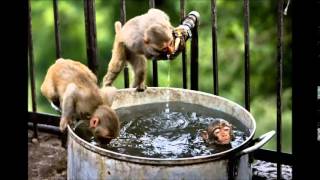 West Bengal At least 15 monkeys die after consuming rat poison [upl. by Synned]