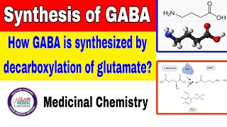 Synthesis of GABA  Medicinal Chemistry [upl. by Early355]