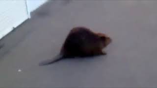 Slavic Beaver Meme Compilation [upl. by Arimahs]