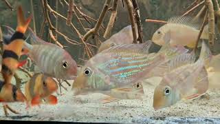 Geophagus Winemilleri amp red head amp Lplecos panaques [upl. by Peria]