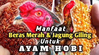 Beras Merah amp Jagung Giling Ternyata Banyak Manfaatnya Untuk Ayam Hobi [upl. by Blondell]