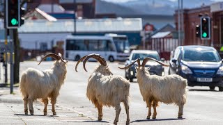 Llandudno Goats UK Wild goats on Llandudnos North Wales streets during lockdown 4K  AL4N777 [upl. by Cymbre]