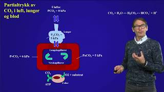 Alveolær ventilasjon og partialtrykk av Co2 i blodet [upl. by Aisyat]