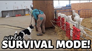 WINTER STORM LOCK DOWN we are in FULL winter survival mode in the sheep barn  Vlog 756 [upl. by Anatole]