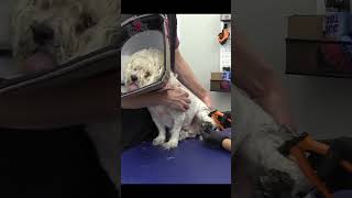 How to do a mean dogs nail trim [upl. by Heurlin]