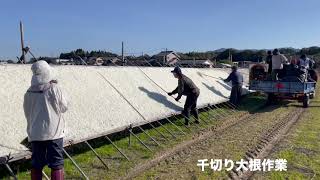 宮崎県千切り大根の作業と買付風景 [upl. by Anasus]