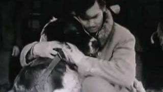 Call of the Wild  1935 Saint Bernard dog movie [upl. by Seen846]