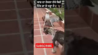 🦅🏌️ dog ytshortsindia you trending baaj himat hosla funny comedy curecouple [upl. by Hsina]