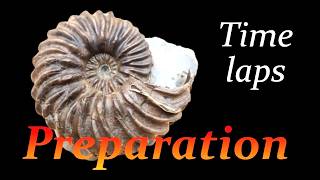 Ammonite preparation Hoplites from Troyes time laps [upl. by Arndt598]