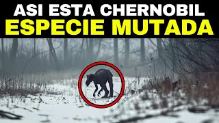 ¡Esto CONMOCIONÓ AL MUNDO Lo Que Los Científicos Descubrieron En Chernobyl Es Aterrador [upl. by Jahdol]