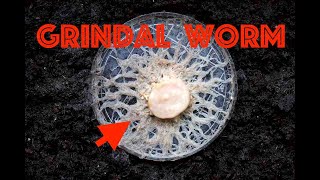 Grindal Worm Culture A Quick Guide [upl. by Wordoow670]