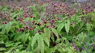 Epimedium Barrenwort Production Tips amp Upcoming Varieties  Walters Gardens [upl. by Elnar]