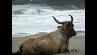 The Nguni A Mighty Tribe  The Cattle Of The Xhosa People  Music By Ali Farka Toure The River [upl. by Kane]