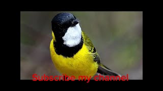 Australian Golden Whistler Song [upl. by Eednil]