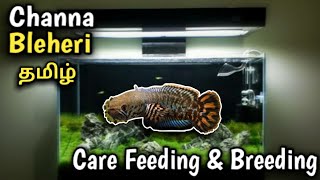 Channa Bleheri  Rainbow Snakehead   CareFeeding amp Breeding  Aquarium fish  Tamil [upl. by Marko]