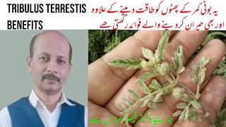 Tribulus terrestis benefits in urdu hindiگوکھرو ۔پھکھڑا کے فوائد [upl. by Irej]