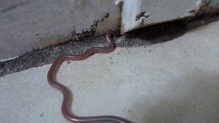 Texas Blind Snake [upl. by Marjy753]