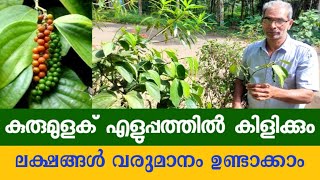 വിജയൻ മാസ്റ്റർ കുരുമുളക് കായ്പ്പിക്കുന്ന രീതി  സ്ഥലം ഒരു പ്രശ്നം അല്ല  Kerala [upl. by Drahsir]