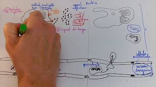 Les étapes de la réaction inflammatoire [upl. by Aernda]