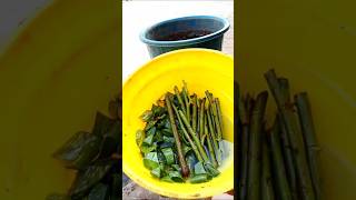 Best Method of Propagate Rose Plant [upl. by Blithe]