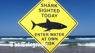 Sydney records first fatal shark attack in nearly 60 years as swimmer is mauled to death at beach [upl. by Edlitam]