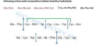 Protein sequencing sample exercise solved elucidation of disulfide bonds [upl. by Yelmene]