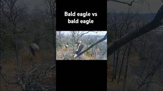 bald eagle attack trending animals baldeagle eagle viralvideo youtubeshorts birds [upl. by Yelsa]