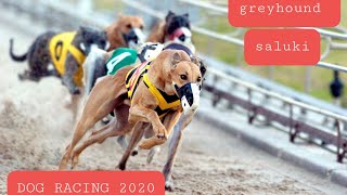 Greyhound and Saluki racing dubai 2020 UAE [upl. by Humphrey]