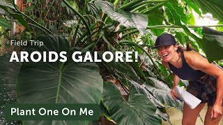 LARGEST AROID Collection in US Greenhouse Tour Philodendrons Monstera and More Part 2 — Ep 262 [upl. by Shadow]