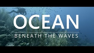 OCEAN 4K  Travel Beneath the Waves in this Relaxing Narrated Video of a Scuba Dive in Bonaire [upl. by Stempson]