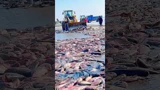 The process of loading fish on the frozen lake ice [upl. by Noinatrad249]