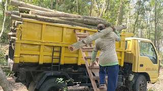 Dengan santainya tebang puluhan pohon Accasia mangium di awal musim hujan [upl. by Usanis908]