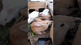 Кролики Едоки rabbitry animals rabbit cute rabbitfarming cuteanimals bunny rabbitbreeds [upl. by Yelsnya]