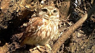 Civetta  Little Owl Athene noctua 106 Fototrappolaggio a Corte Franca [upl. by Eyllib]