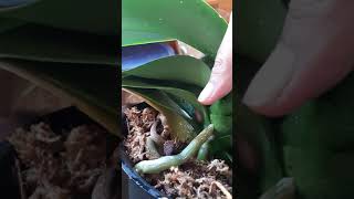 Reblooming your orchid Cutting old spikes on your Phalaenopsis orchid When and how [upl. by Hillary]