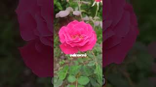 💞Rosa Poo Chinna Rosa Poo💞 💞Suryavamsam💞 [upl. by Irakuy984]