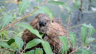 The Busy Beaver Natures Remarkable Architect animals youtubevideo naturelovers rodents [upl. by Curran520]