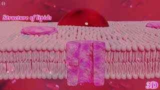 3D Animation Lipids [upl. by Adamek]