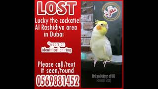 Lost cockatiel in Dubai Al Rashidiya area birdsandcrittersofuae [upl. by Ahsiket]