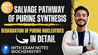 salvage pathway of purine synthesis biochemistry  degradation of purine nucleotides biochemistry [upl. by Hwang296]