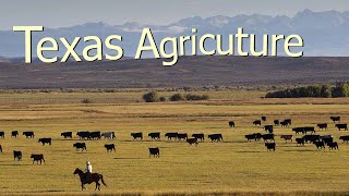 How Texas Farmers Use 127 Million Acres Of Farmland  American Farming Documentary [upl. by Magel]