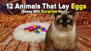 12 Animals That Lay Eggs Some Will Surprise You [upl. by Ahsin]