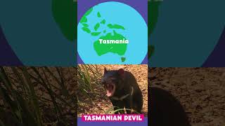 Animal Alphabet  T is for Tasmanian Devil  PBS KIDS Shorts [upl. by Earb]